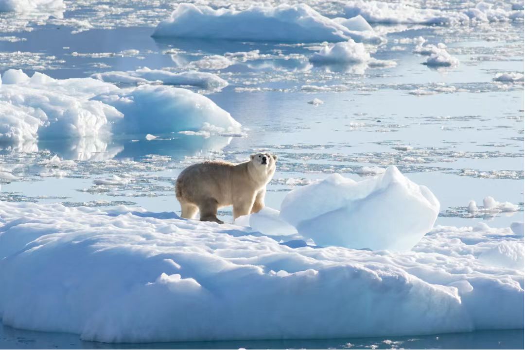 极地海洋生态环境<br>预测与保护问题